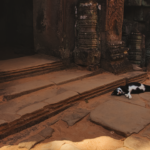Cambodia, temple, asia, cat